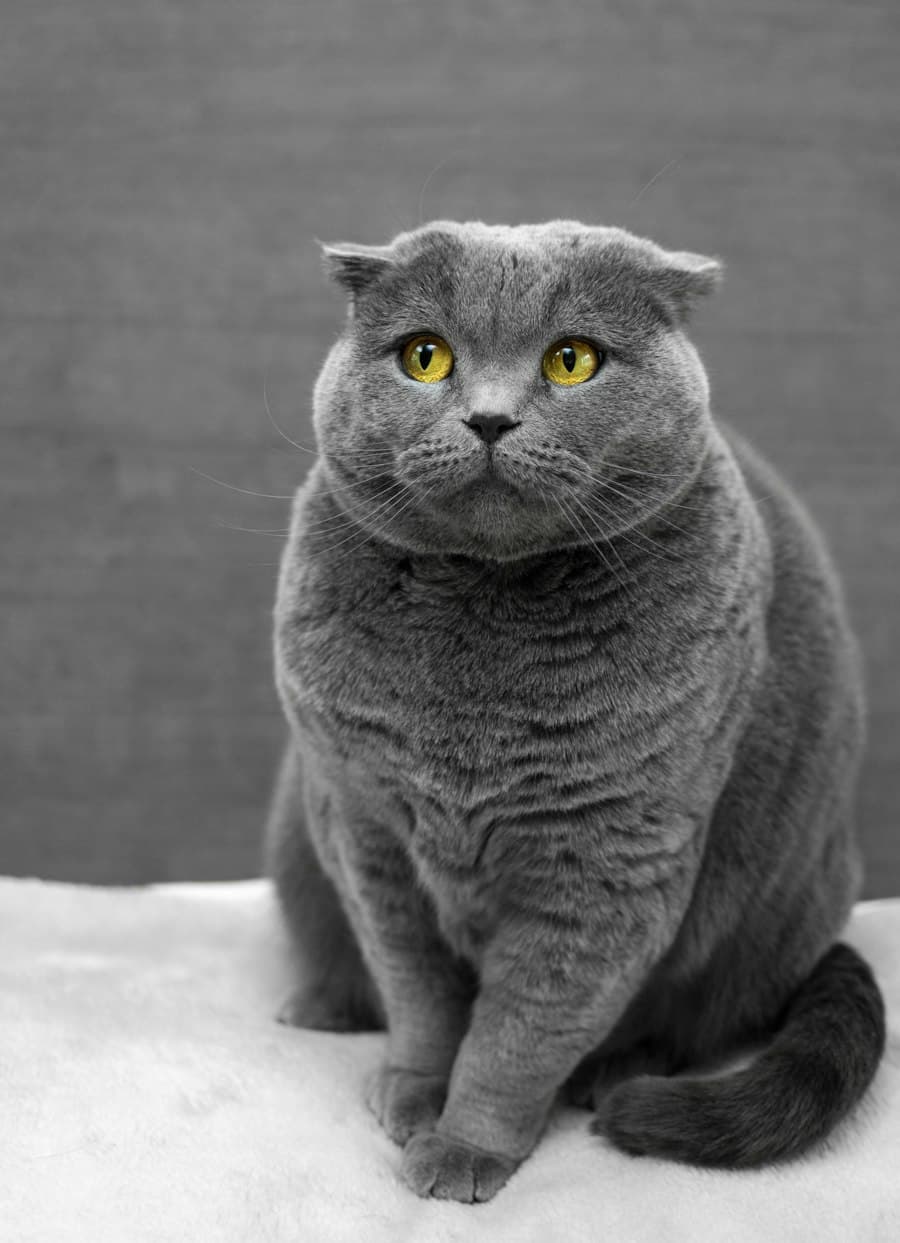 Mimi, Katze von Margarete