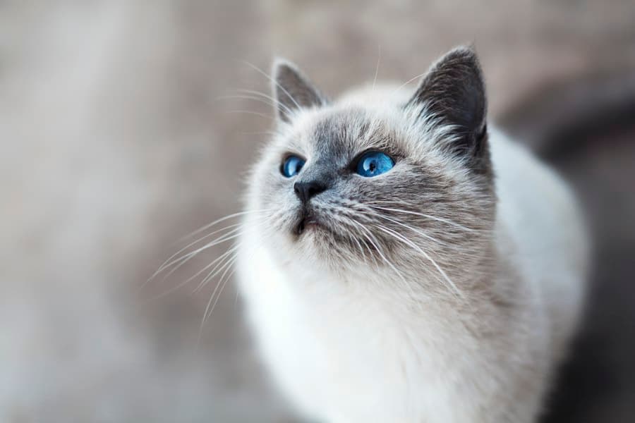 Lotte, Katze von Ursula