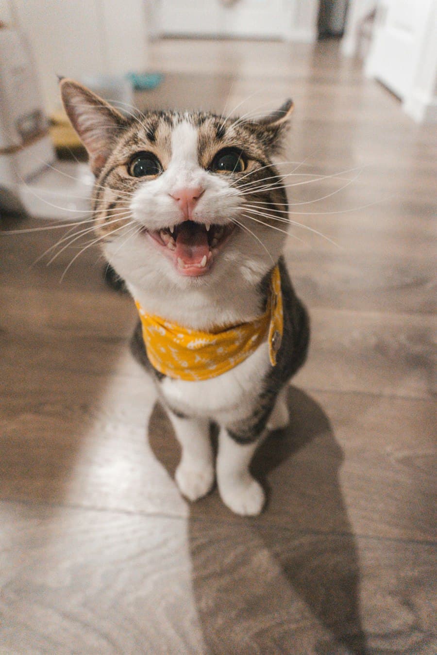 Ronja, Katze von Elfriede