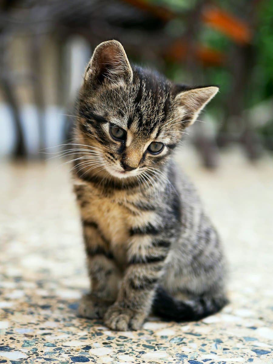Zwerg, Katze von Elfriede