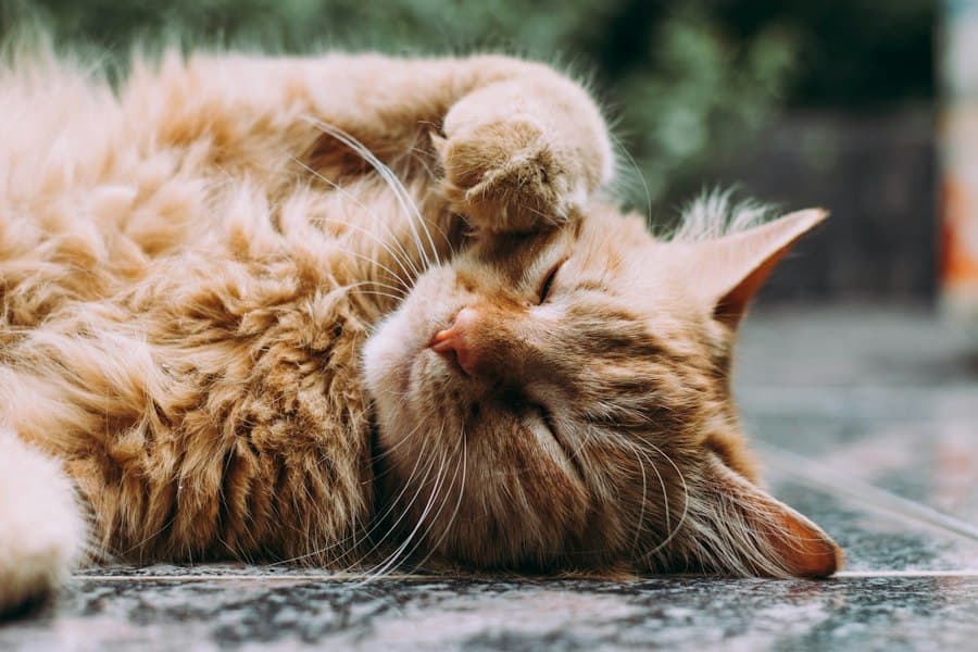 Felix, Katze von Margarete