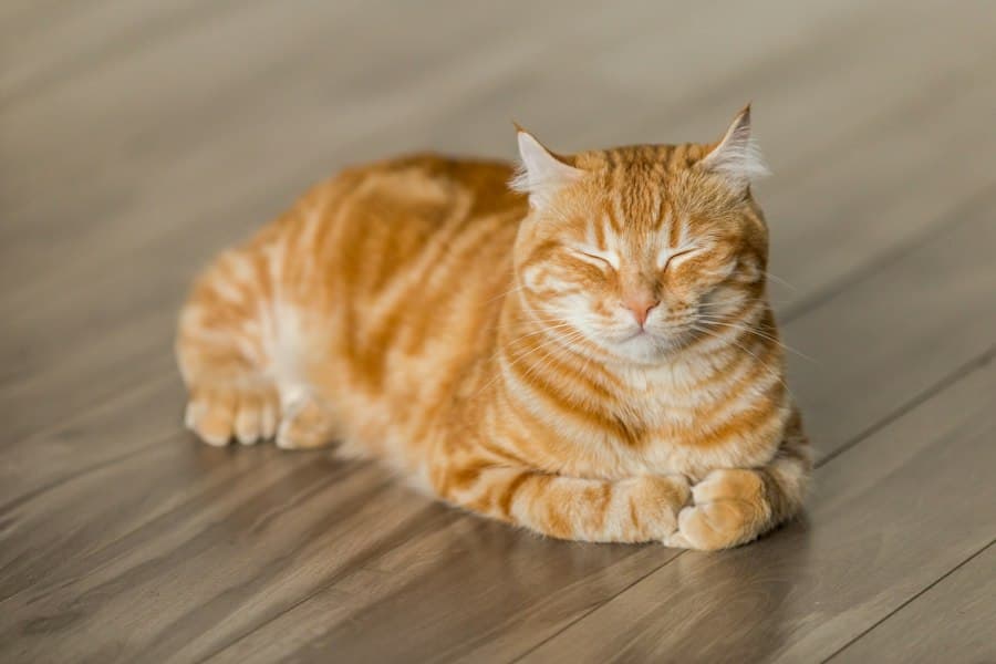 Paşa, Katze von Fatma