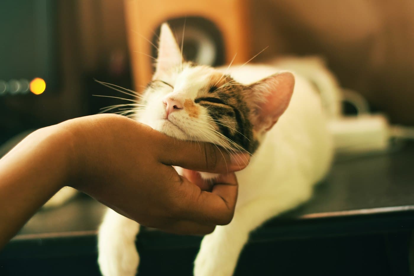 Eine Hand krault eine dreifarbige Katze unterm Kinn