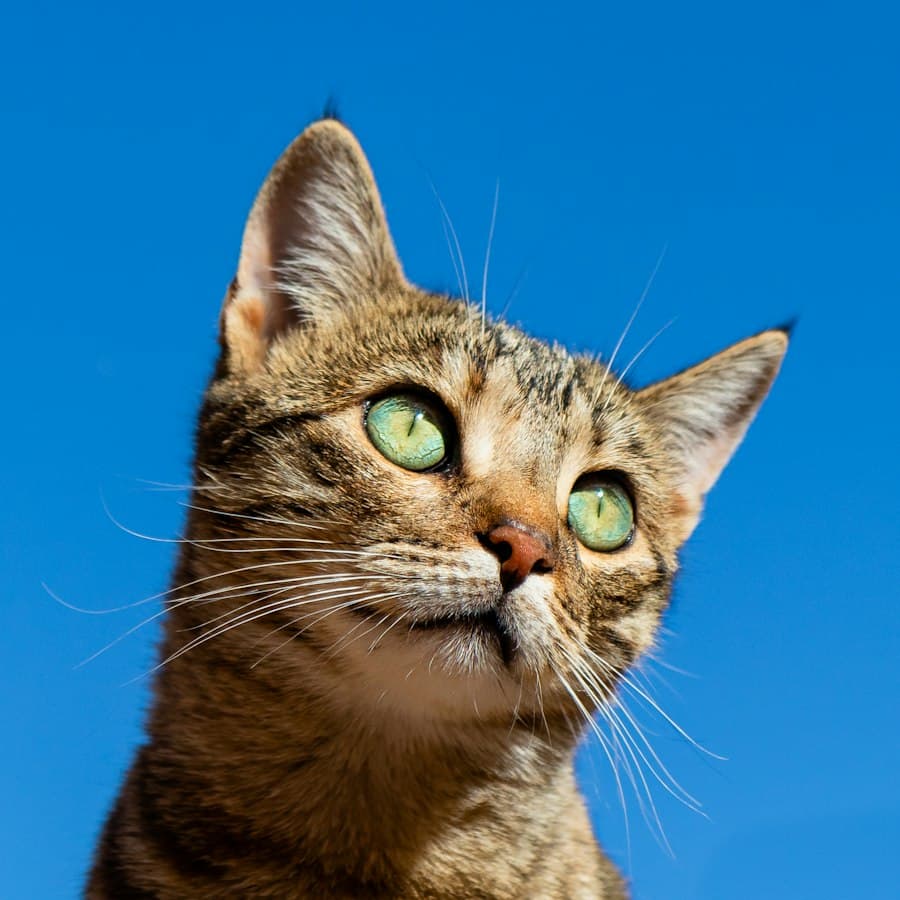 Kasimir, Katze von Helga