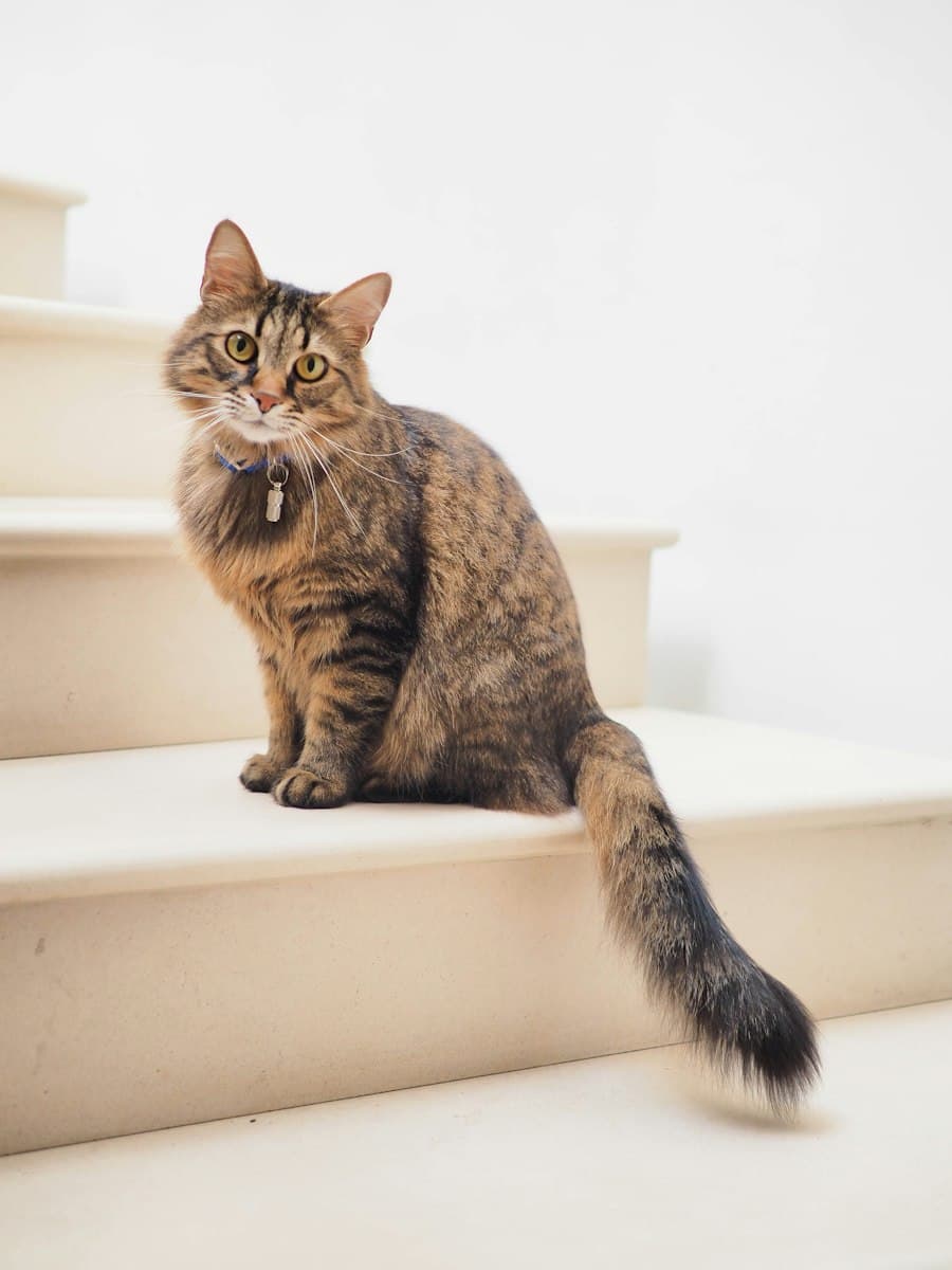 Tiger, Katze von Renate