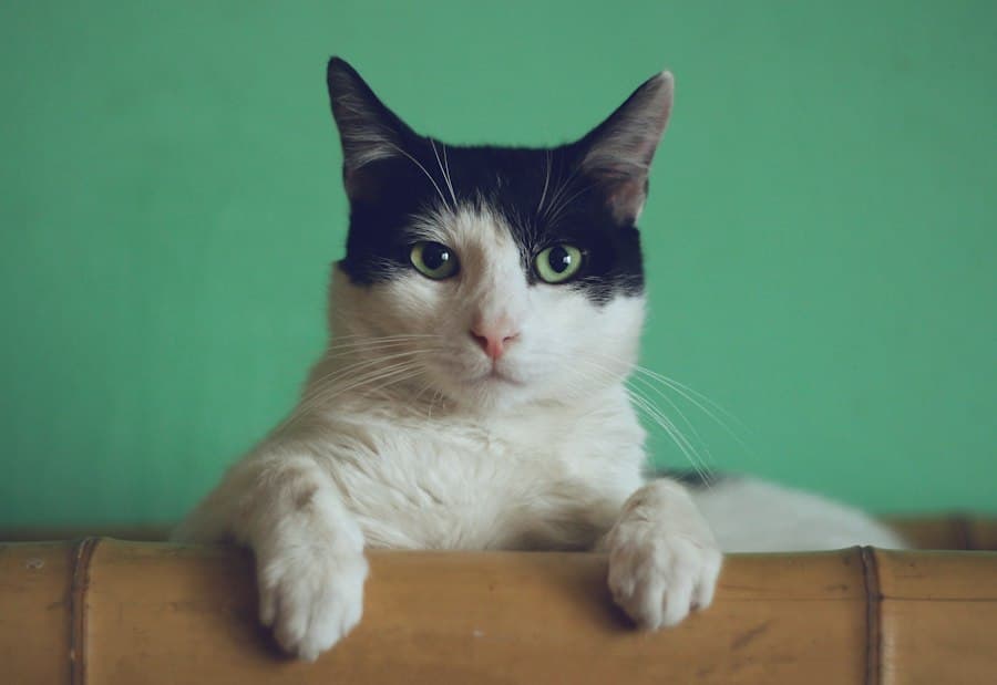 Pünktchen, Katze von Margarete