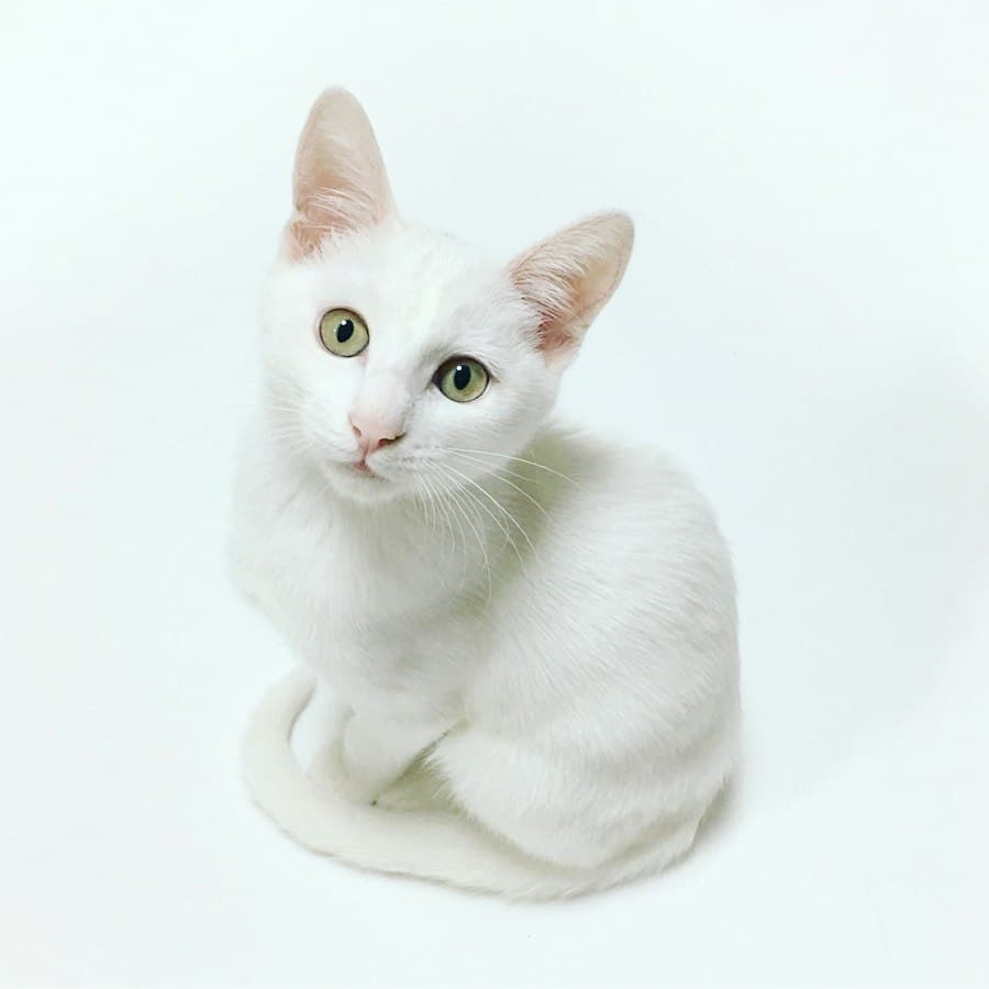 Minou, Katze von Renate